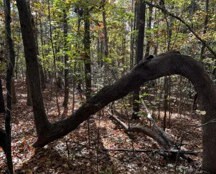 Tree bent over on Carlton Pointe Greenway