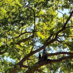 Wake County Trees with Canopy
