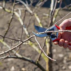 Pruning