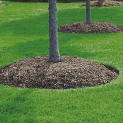 Tree mulch example