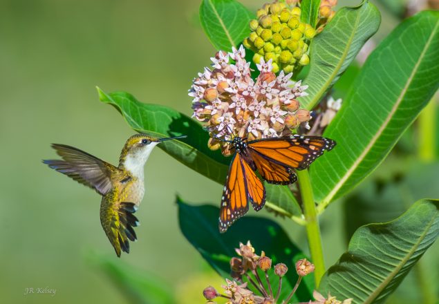 Hummingbird and Monarch Butterfly