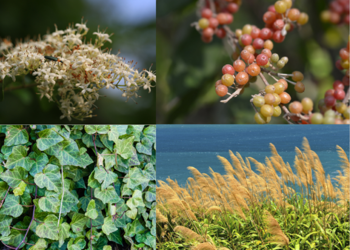 Four images of invasive North Carolina plants