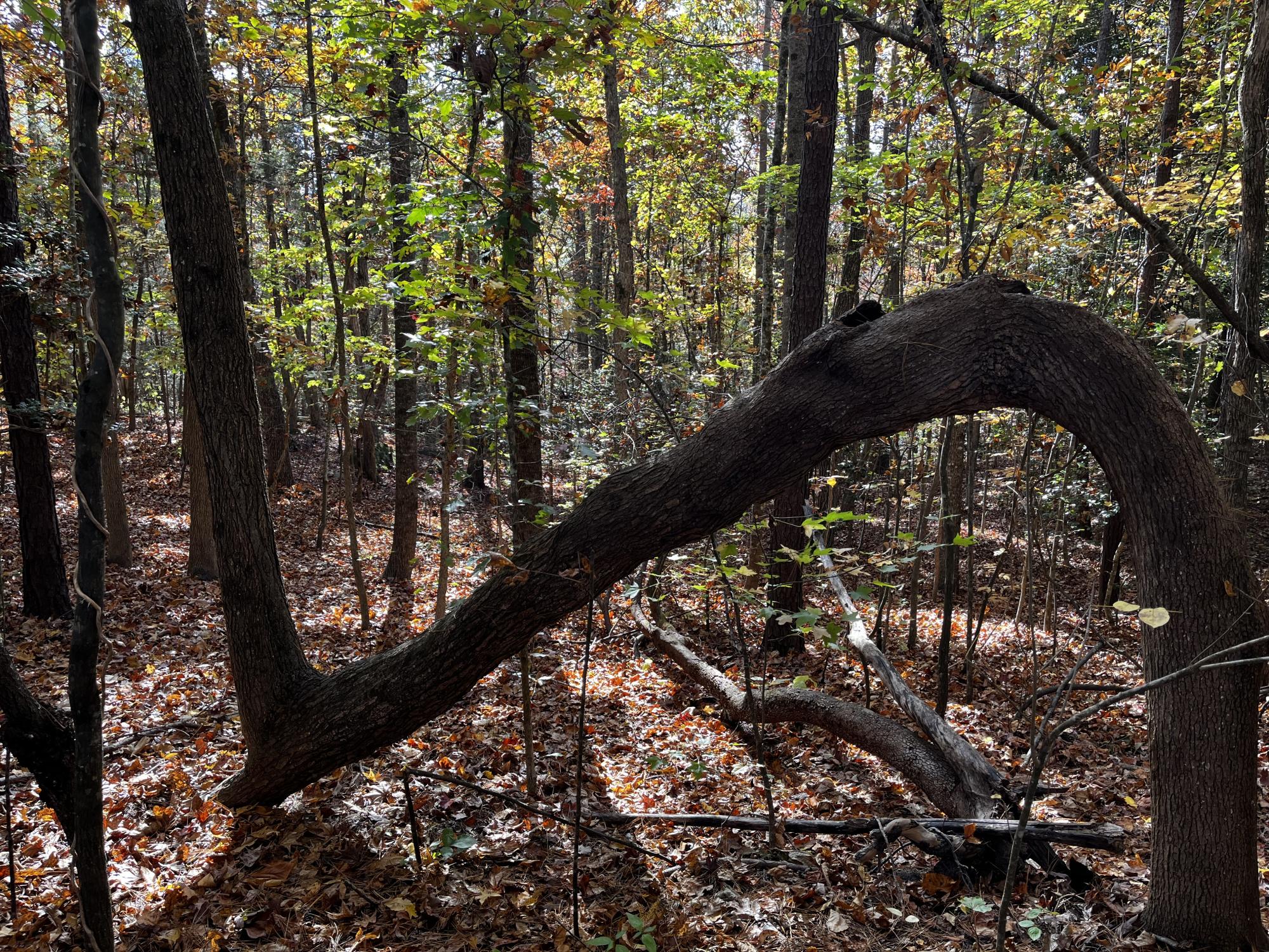 Sideways bent tree in the woods with fallen leaves at Carlton Pointe Greenway