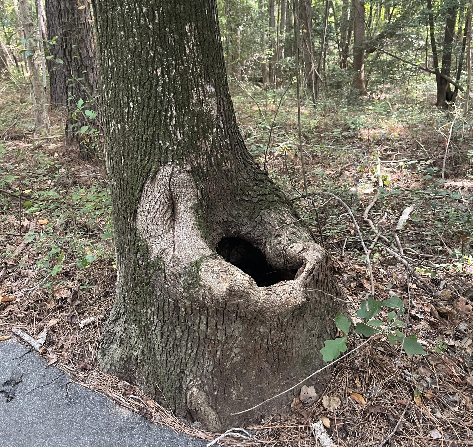 Tree with unusual hole at the base shaped like a toilet