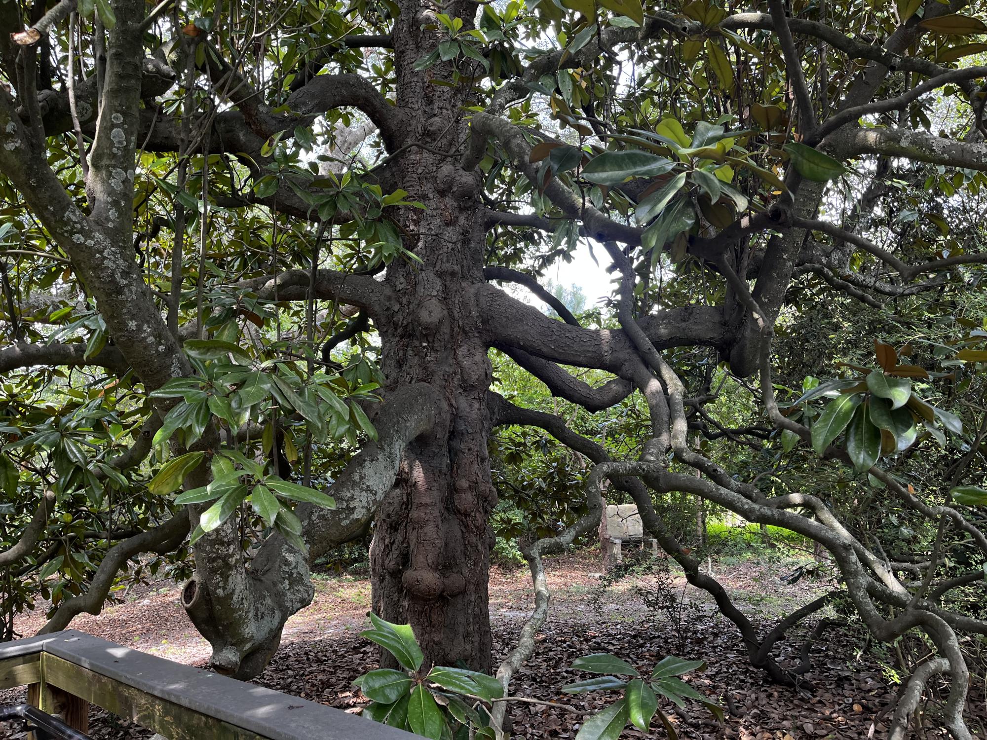 Old magnolia tree with numerous branches.