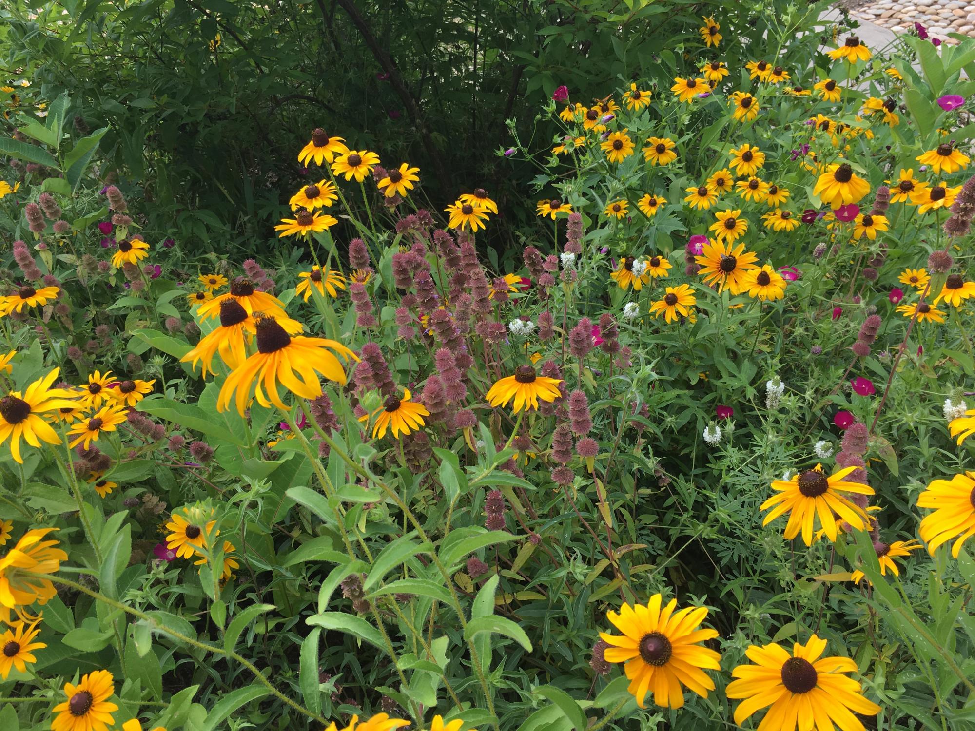 Pollinator Garden 2